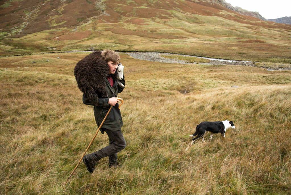 A young farmer carries a lamb over this shoulders to take it off the fell in Langstrath Valley.