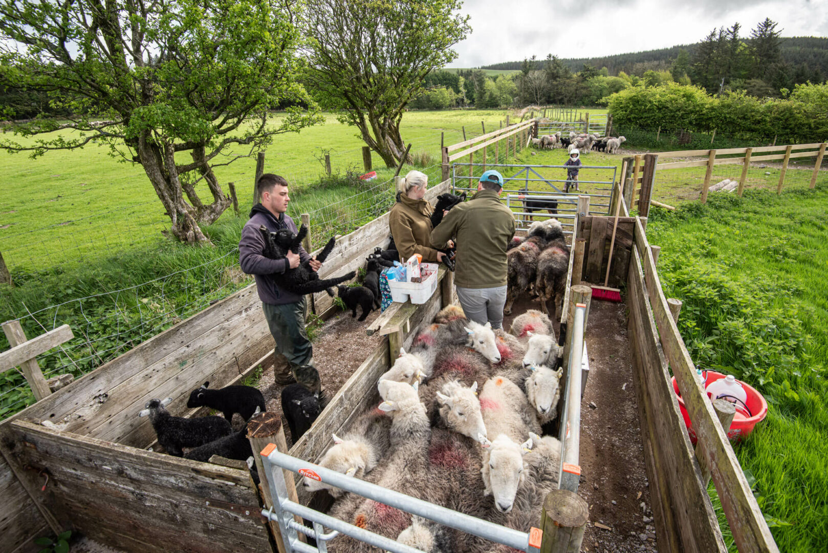(c) Rob Fraser/Our Upland Commons – Checking on the ewes and lambs Kinniside Common