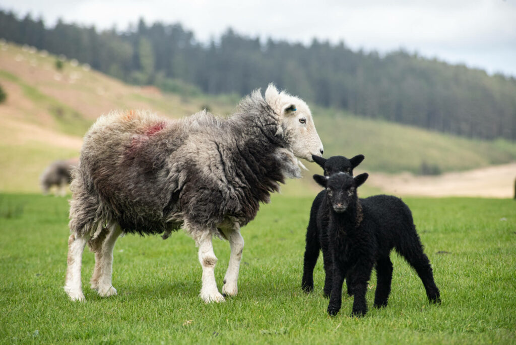 (c) Rob Fraser/Our Upland Commons – Herdwick ewe with lambs
