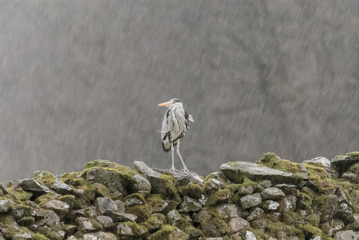 This Photograph of a Grey Heron on a moss covered dry stone wall was taken close to the shore of Grasmere in the Lake District, Cumbria, UK. It was a very wet, dull January afternoon and the conditions required an umbrella, a tripod, a 500mm zoom lens and a shutter speed of an 80th of a second. The shot captured the motionless heron and accentuated the rain fall.
